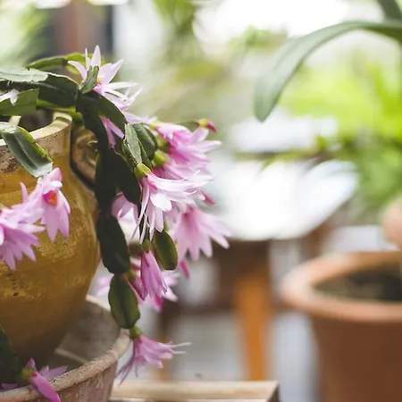 Katerina Hotel apartamentowy Néos Pírgos